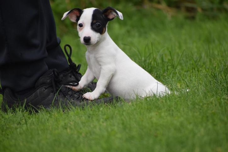 Jack russel terrier pups uit nest te kiezen 💖💖💖, Dieren en Toebehoren, Honden | Jack Russells en Terriërs, Meerdere dieren