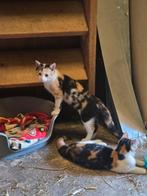 2 Prachtige Lapjes Poesjes! Kittens, Zusjes, Lapjespoes, Dieren en Toebehoren, Poes, Kortharig, 0 tot 2 jaar