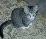 SIBERISCHEBOSKAT X BLAUWE RUS KITTEN, Dieren en Toebehoren, Katten en Kittens | Raskatten | Korthaar, Poes, Ontwormd, 0 tot 2 jaar