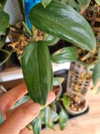 monstera lechleriana stek, Ophalen of Verzenden, Halfschaduw, Minder dan 100 cm