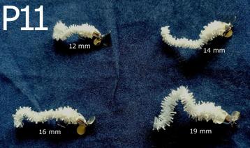 Set P 11 van 4 Propellerwormen voor Forel- Ruisvoorn - Baars