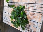 Anubias, Ophalen, Zo goed als nieuw, Plant(en), Steen of Hout