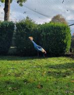 Te koop: Kraanvogels, Meerdere dieren, Geringd