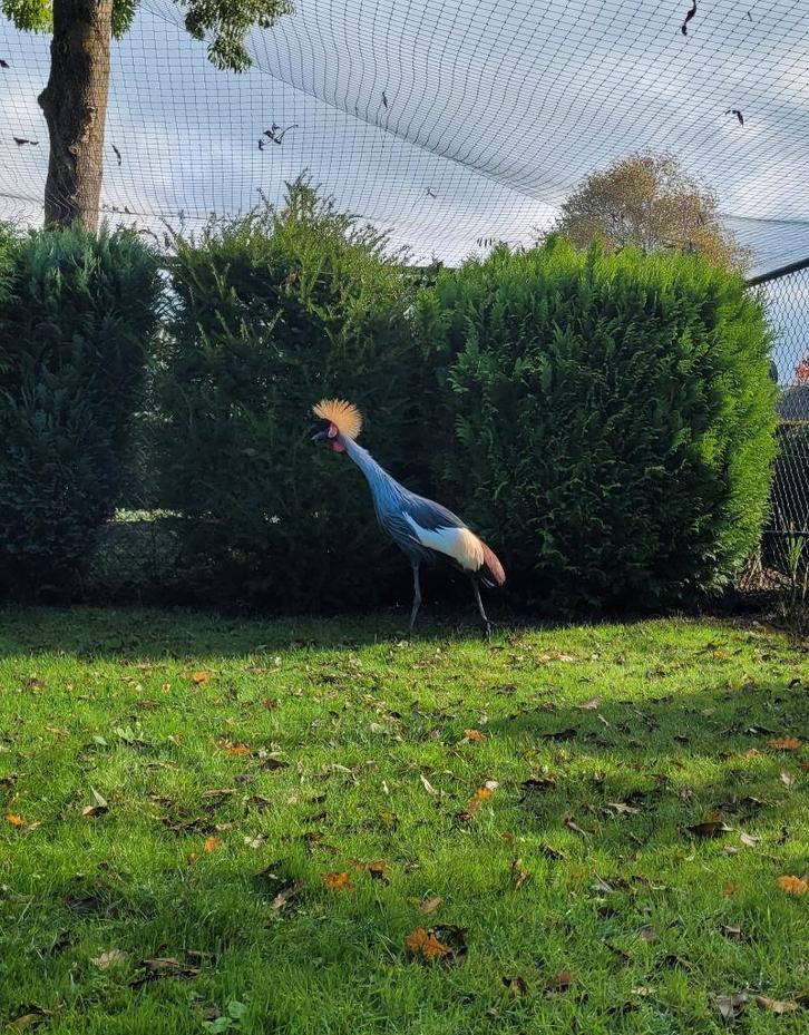 Te koop: Kraanvogels, Dieren en Toebehoren, Vogels | Overige Vogels, Meerdere dieren, Geringd