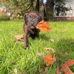 Super mooie pups patterdale  boerenfox te koop, Rabiës (hondsdolheid), Overige rassen, 8 tot 15 weken, Meerdere