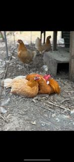 Friese hoen kippen te koop, Dieren en Toebehoren, Pluimvee, Vrouwelijk, Kip