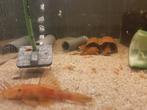 ANCISTRUS LONGFIN RED EN MALAWI',S, Dieren en Toebehoren, Vissen | Aquariumvissen, Vis, Zoetwatervis