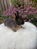 Mooie voedster, Dieren en Toebehoren, Konijnen, Vrouwelijk