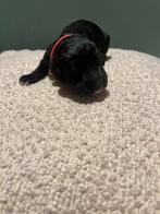 Bernerdoodle pup reu, Dieren en Toebehoren, Reu, CDV (hondenziekte), 8 tot 15 weken, Eén hond