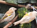 Jongen majour putters 2025, Dieren en Toebehoren, Vogels | Kanaries
