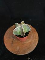 Astrophytum myriostigma, Huis en Inrichting, Kamerplanten, Ophalen of Verzenden, Overige soorten, Minder dan 100 cm