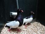 Eksterduiven | Doffers en duivinnen | Passend advies, Meerdere dieren, Kip