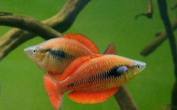 ‘’ACTIE ‘Melanotaenia parva “zeldzaam”  de laatste ! beschikbaar voor biedingen