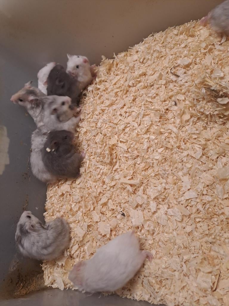 Jonge goudhamsters verschillende kleuren ook langharige, Dieren en Toebehoren, Knaagdieren, December, Mannelijk, Overige typen