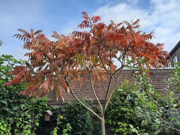 Fluweelboom fluweel boompjes  boom biologisch, Tuin en Terras, Planten | Bomen, Overige soorten, Volle zon, Ophalen