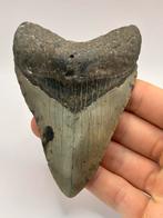 Haaientand Megalodon 11.5 centimeter, Verzamelen, Mineralen en Fossielen, Ophalen of Verzenden, Fossiel