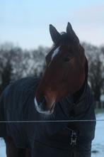 Verzorger gezocht, Ruiter of Bijrijder