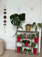 Monstera monkey mask, Huis en Inrichting, Kamerplanten, Ophalen, Halfschaduw, Minder dan 100 cm