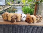 Jonge lieve cavia's kinderen gewend, Dieren en Toebehoren, Knaagdieren, Cavia, Augustus, Meerdere dieren, Tam