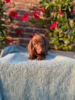 Teckel pupjes vol liefde & ondeugd, Dieren en Toebehoren, Honden | Teckels en Dashonden, CDV (hondenziekte), 8 tot 15 weken, Korthaar