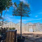 Haagbeuk | Carpinus Betulus Leiboom, Leiboom, Ophalen of Verzenden, Lente, 250 tot 400 cm