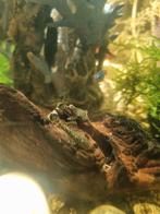 Baby pleco algeneters, Dieren en Toebehoren, Vissen | Aquariumvissen, Vis, Zoetwatervis