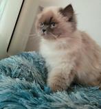 Britse korte kittens , Ze mogen op16 juni weg ,3 beschikbaar, Dieren en Toebehoren, Meerdere dieren, Ontwormd, 0 tot 2 jaar