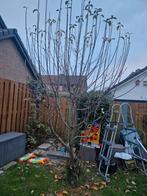 Granny smith appelboom, Tuin en Terras, Planten | Bomen, Ophalen, Lente, Volle zon, Overige soorten