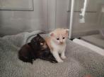 Maine coon kittens kater/ poesje, Dieren en Toebehoren, Meerdere dieren, Gechipt