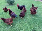 Broedeieren Rhode island red, Kip