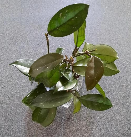 Hoya carnosa stekken, Huis en Inrichting, Kamerplanten, Overige soorten, Minder dan 100 cm, Ophalen of Verzenden