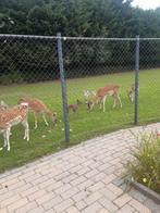 Herten te  koop, Dieren en Toebehoren, Overige Dieren, Juli, Mannelijk