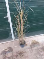 Micanthus gracilimus, Tuin en Terras, Planten | Tuinplanten, Ophalen, Vaste plant, Siergrassen, Volle zon
