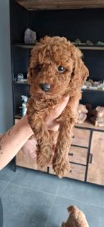 Dwergpoedel dieprode pups, België, Particulier, CDV (hondenziekte), 8 tot 15 weken
