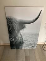 Canvas/ schilderij schotse hooglander 60x90, Ophalen, Zo goed als nieuw, Schilderij, 75 cm of meer