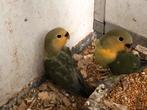 Dwergpapegaai/agapornis/roseicollis, Dieren en Toebehoren, Vogels | Parkieten en Papegaaien, Geslacht onbekend, Dwergpapegaai of Agapornis