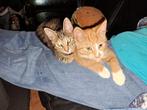 Kitten, Meerdere dieren, Ontwormd, 0 tot 2 jaar