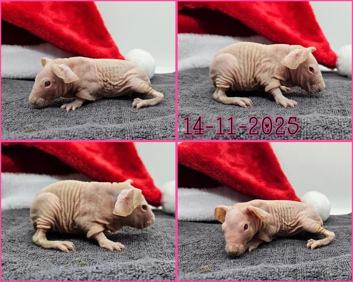 Wit roodoog skinny zeugje, Dieren en Toebehoren, Knaagdieren, Vrouwelijk, Cavia, November, Tam