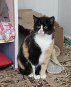 MIA GEMOEDELIJKE LIEVE AANHANKELIJKE POES BINNEKORT IN NL, Poes, Kortharig, 0 tot 2 jaar