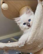 Ragdoll kittens met stamboom - mogen verhuizen, Dieren en Toebehoren, Meerdere dieren, Met stamboom