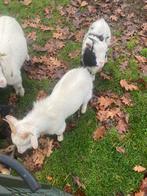 Geiten bok, Dieren en Toebehoren, Schapen, Geiten en Varkens, Mannelijk, Geit