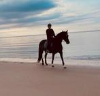 Gezocht stalling omgeving Aalsmeer en omstreken, Dieren en Toebehoren, Stalling