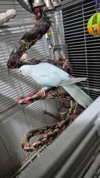 Bewezen koppel halsbandparkieten, Dieren en Toebehoren, Meerdere dieren, Parkiet, Pratend