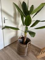 Kunst bananenplant, Huis en Inrichting, Kamerplanten, Palm, 150 tot 200 cm, Ophalen of Verzenden, Halfschaduw