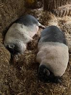 Varkens mix van Kuhne Kuhne en Hangbuikzwijn, Dieren en Toebehoren, Schapen, Geiten en Varkens, Mannelijk, Varken, 3 tot 5 jaar