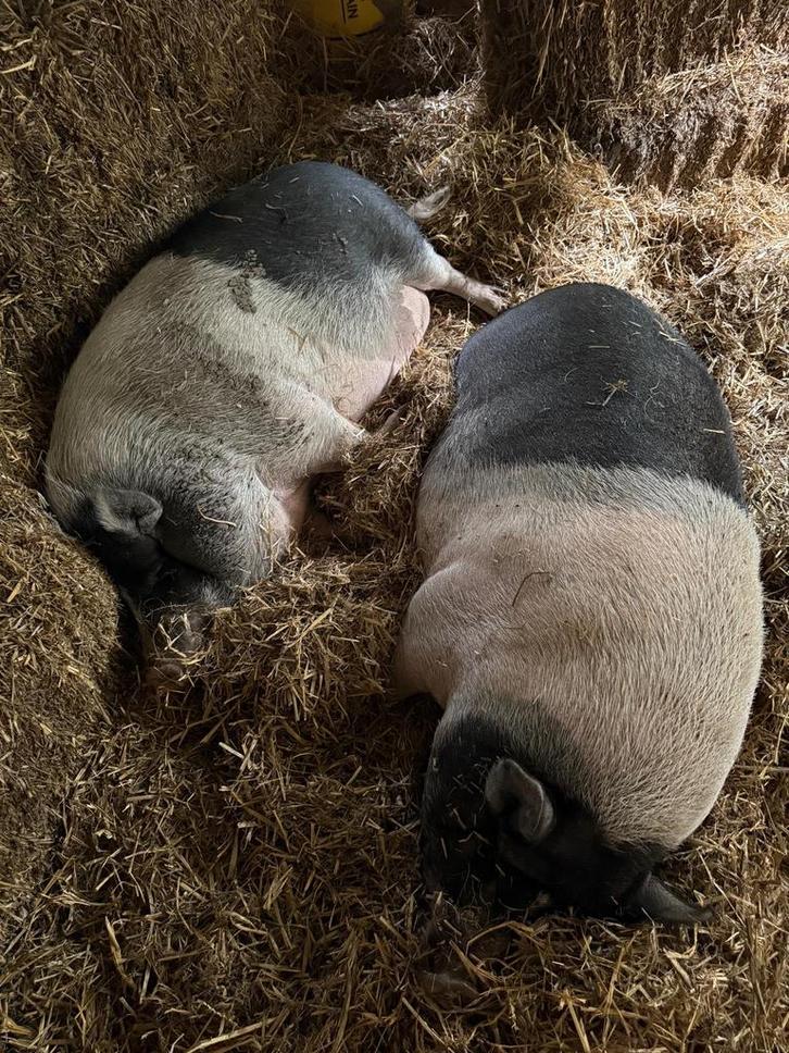 Varkens mix van Kuhne Kuhne en Hangbuikzwijn, Dieren en Toebehoren, Schapen, Geiten en Varkens, Varken, Mannelijk, 3 tot 5 jaar