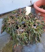 Vaste ijsbloem, bloeit warm geel, Ophalen