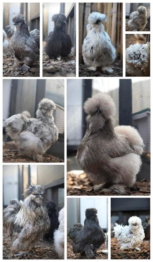 🥚 USA zijdehoen broedeieren 🥚 Verschillende kleurslagen, Dieren en Toebehoren, Pluimvee, Kip, Geslacht onbekend