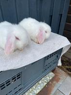 Nedhangoordwerg raszuiver, Meerdere dieren, Dwerg