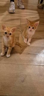 2 rode katers  te koop, Dieren en Toebehoren, Katten en Kittens | Overige Katten